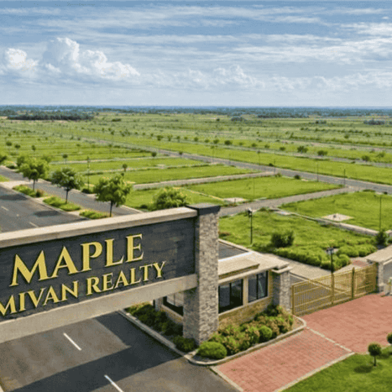 Maple